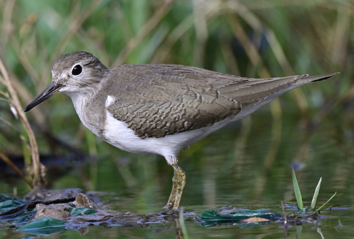 Набережник палеарктичний - ML645647485