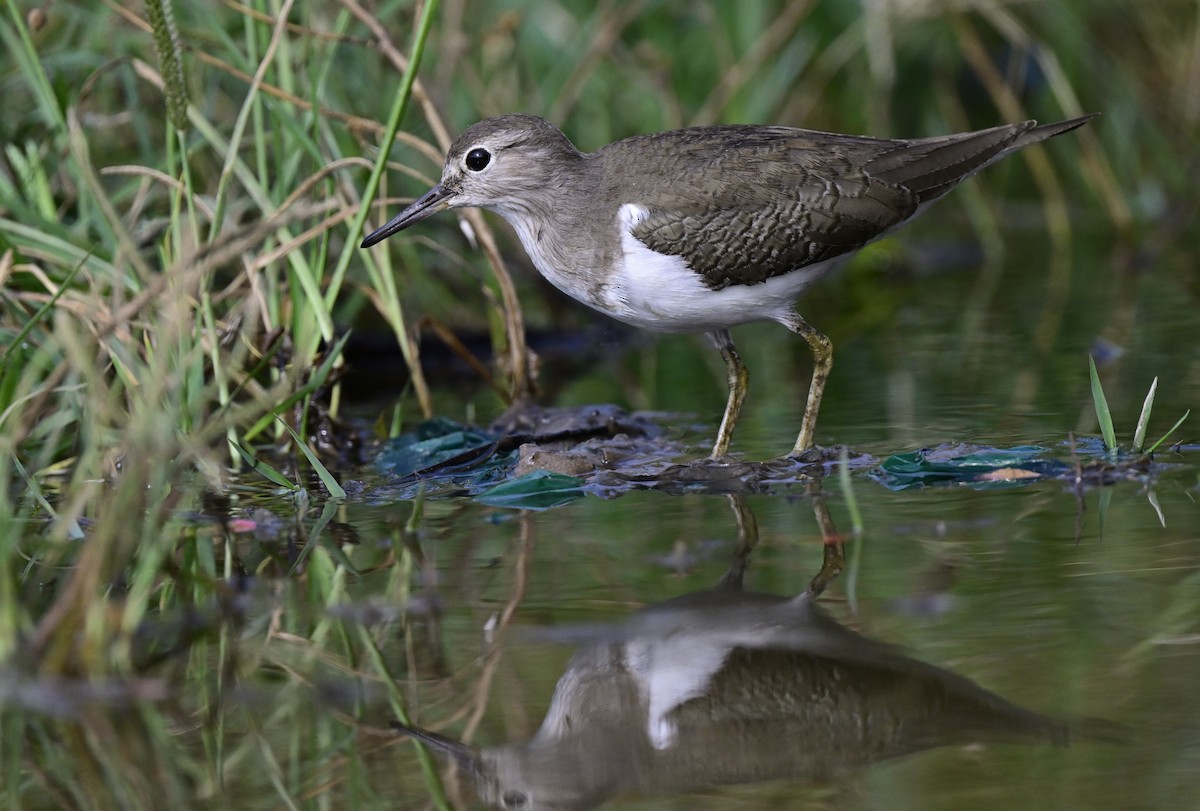 Набережник палеарктичний - ML645647488