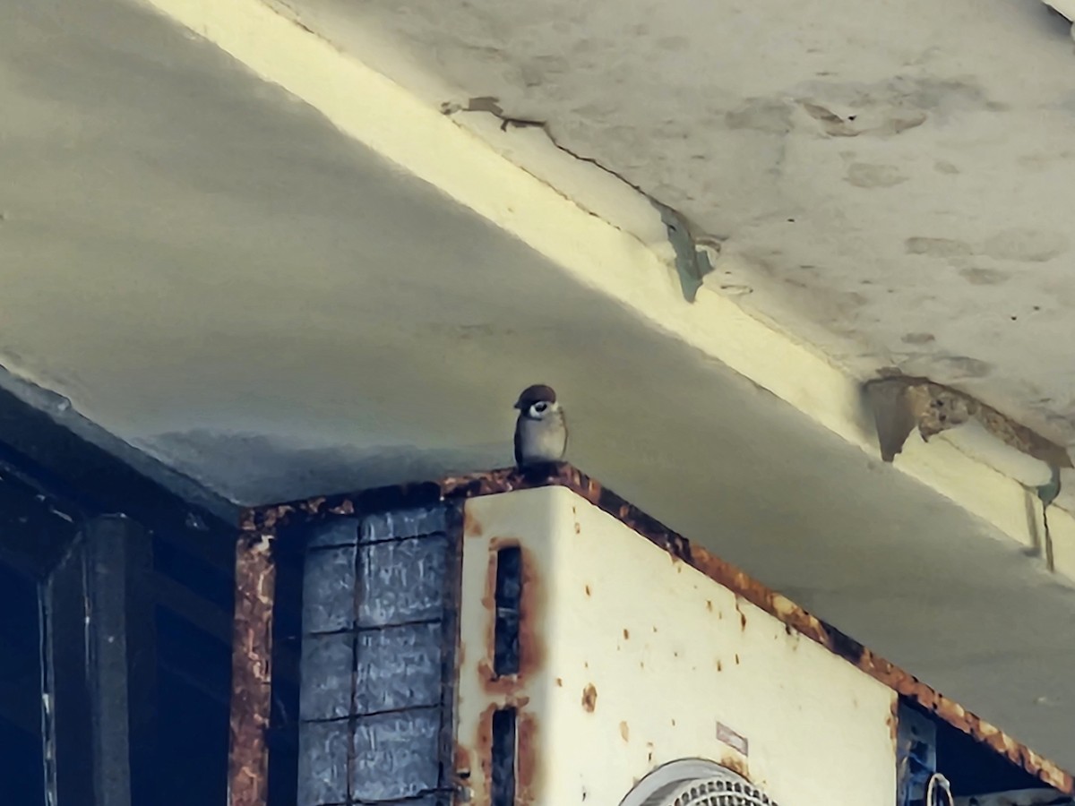 Горобець польовий - ML645647492