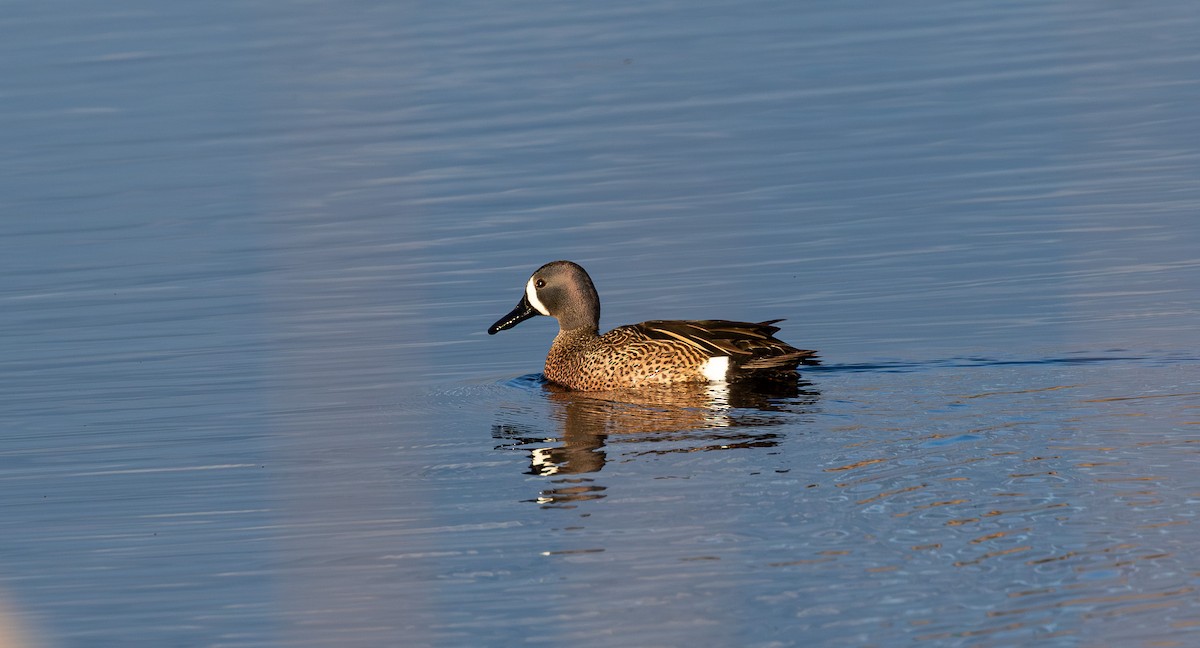 Чирянка блакитнокрила - ML645647493
