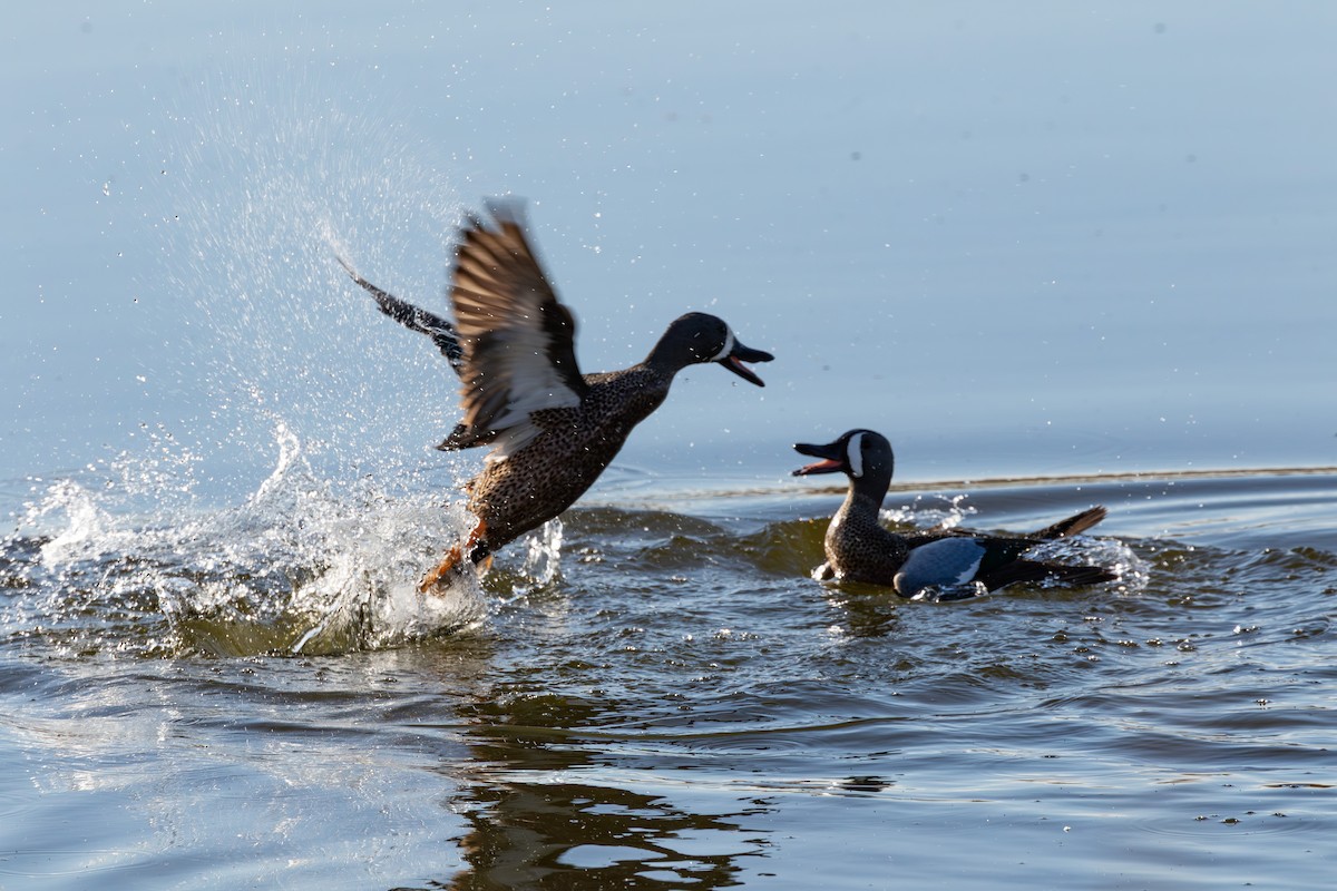 Чирянка блакитнокрила - ML645647494