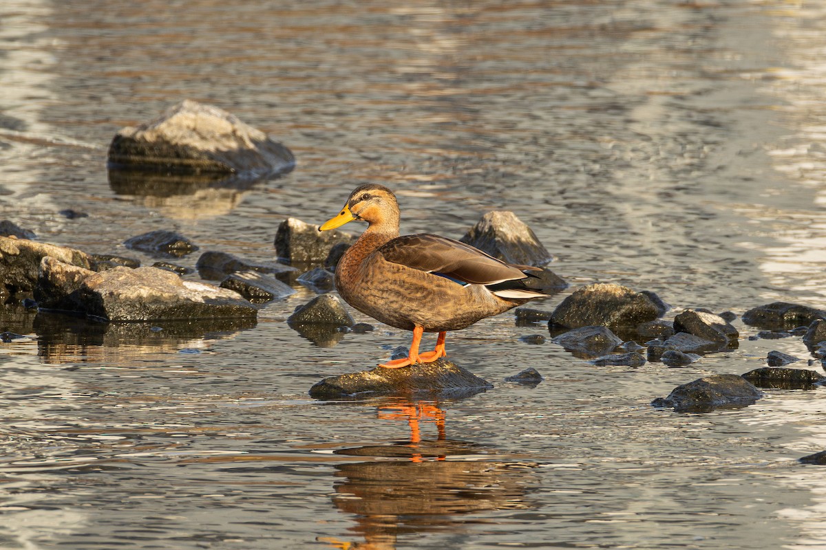 Крижень звичайний х китайський - ML645647495