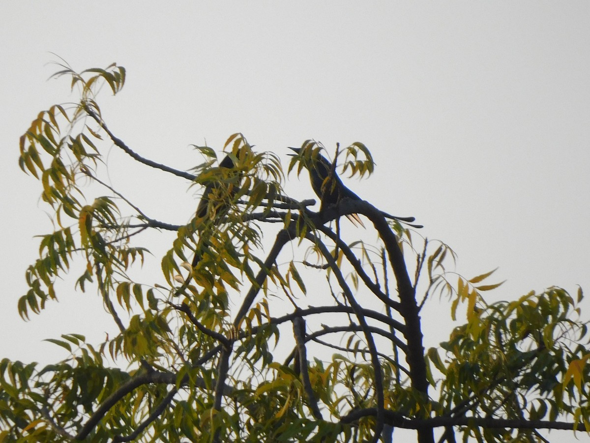 Дронго чорний - ML645647496