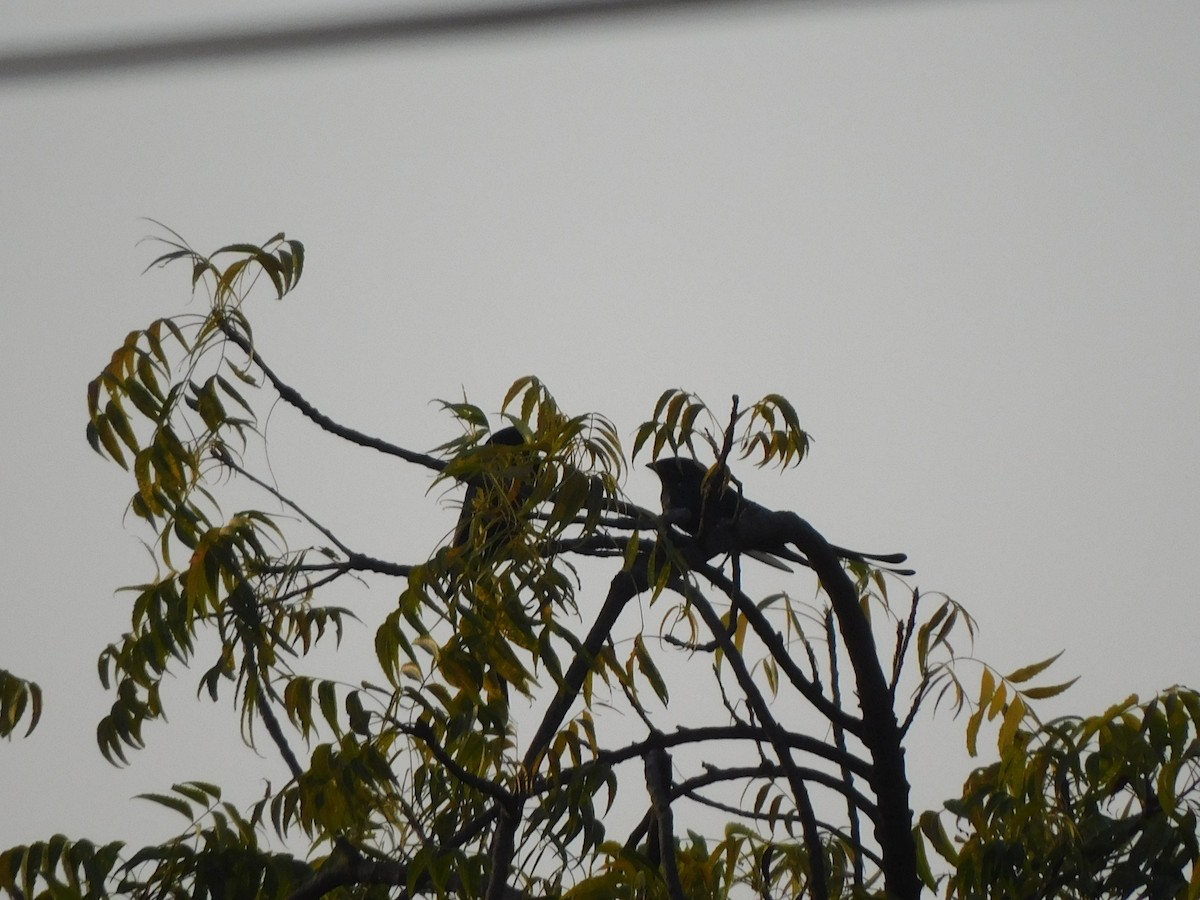 Дронго чорний - ML645647497