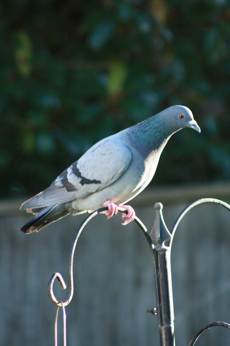 Голуб сизий (міський) - ML645647498