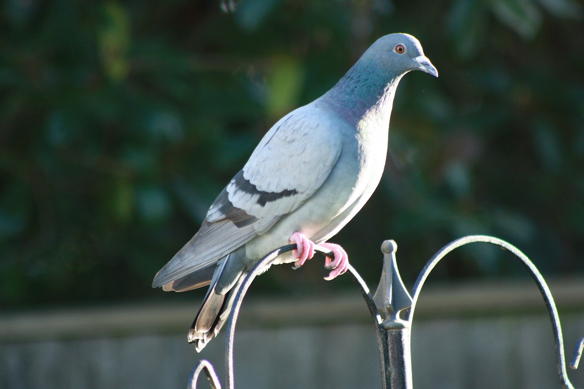 Голуб сизий (міський) - ML645647499