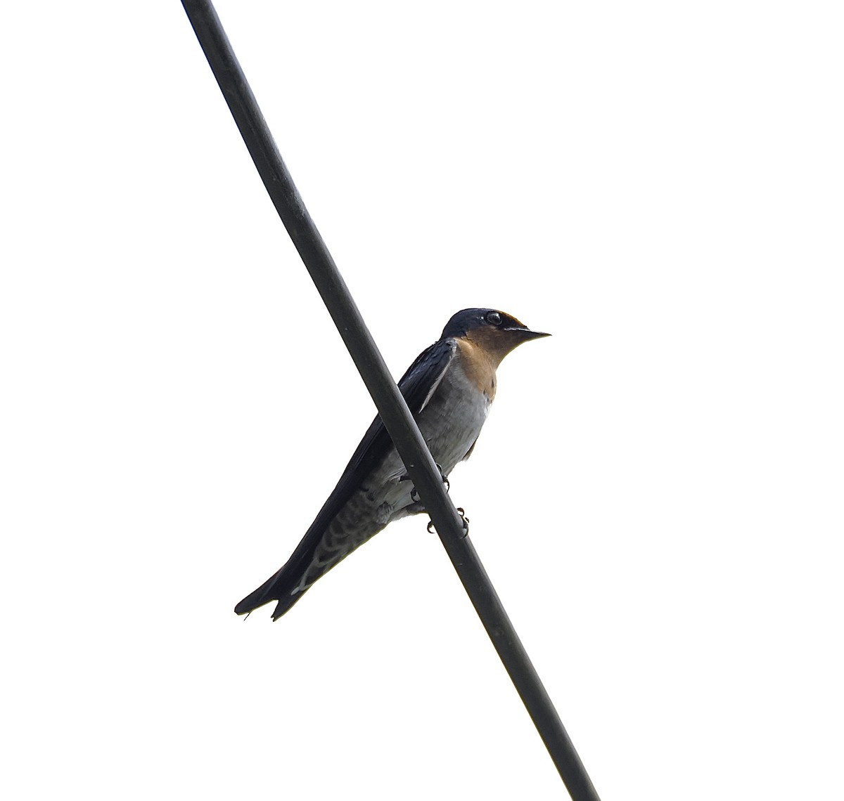 Pacific Swallow - ML645647500