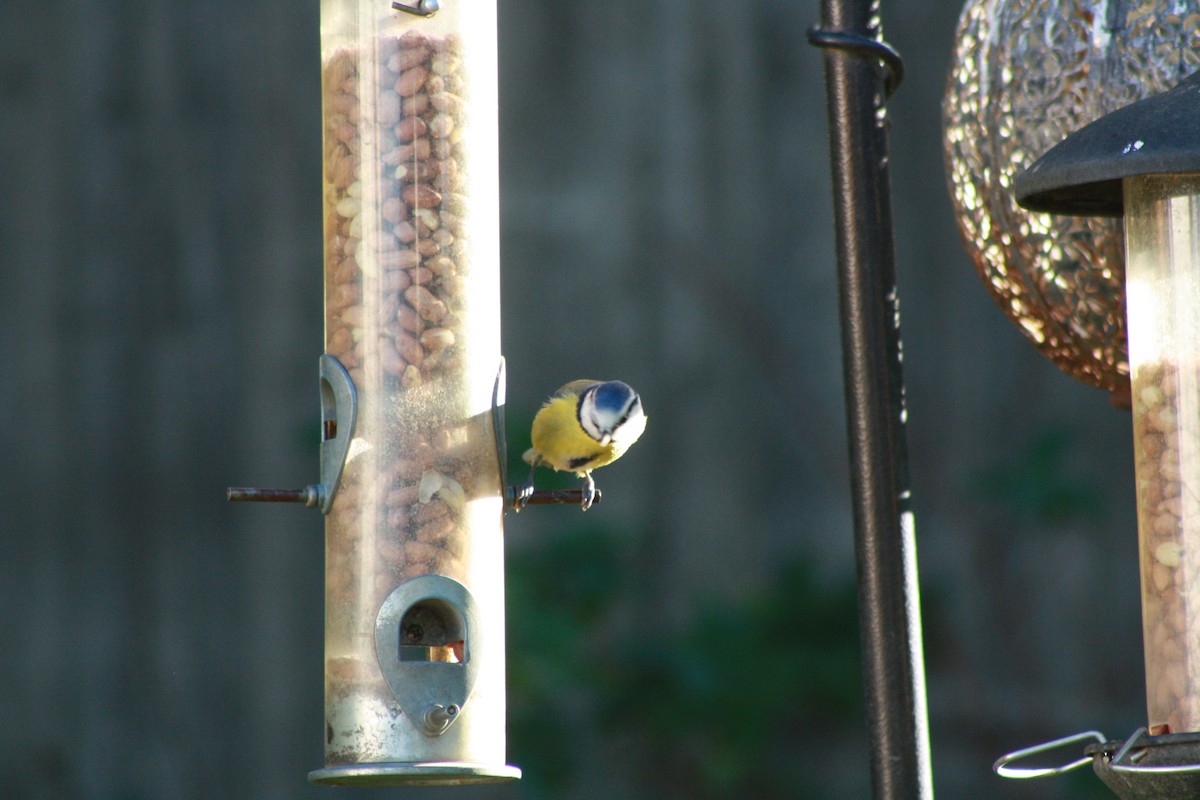 Синиця блакитна - ML645647503