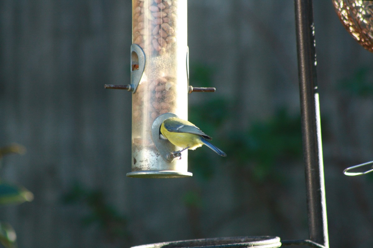 Синиця блакитна - ML645647504