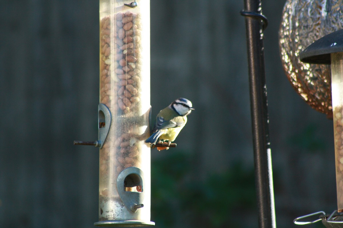 Синиця блакитна - ML645647505