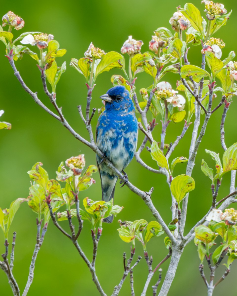 Скригнатка індигова - ML645647506