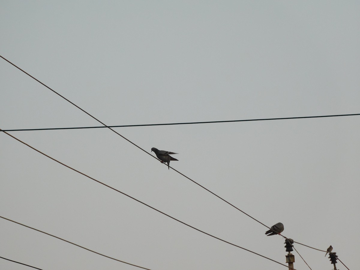 Голуб сизий (міський) - ML645647507