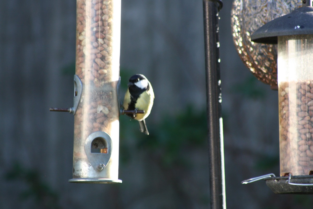 Синиця велика - ML645647510