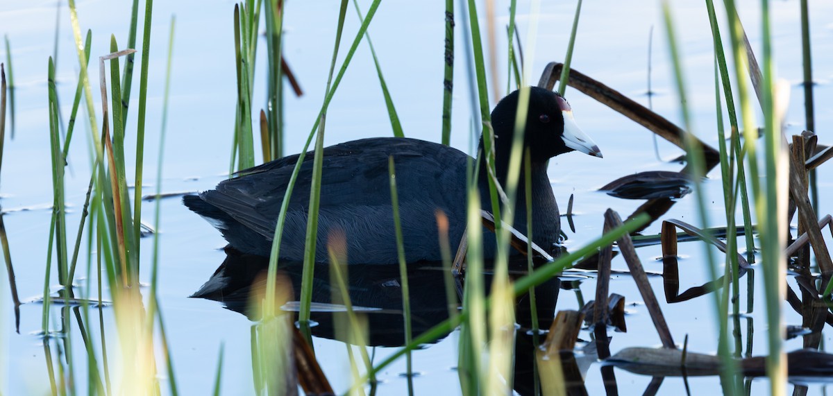 Лиска американська - ML645647511