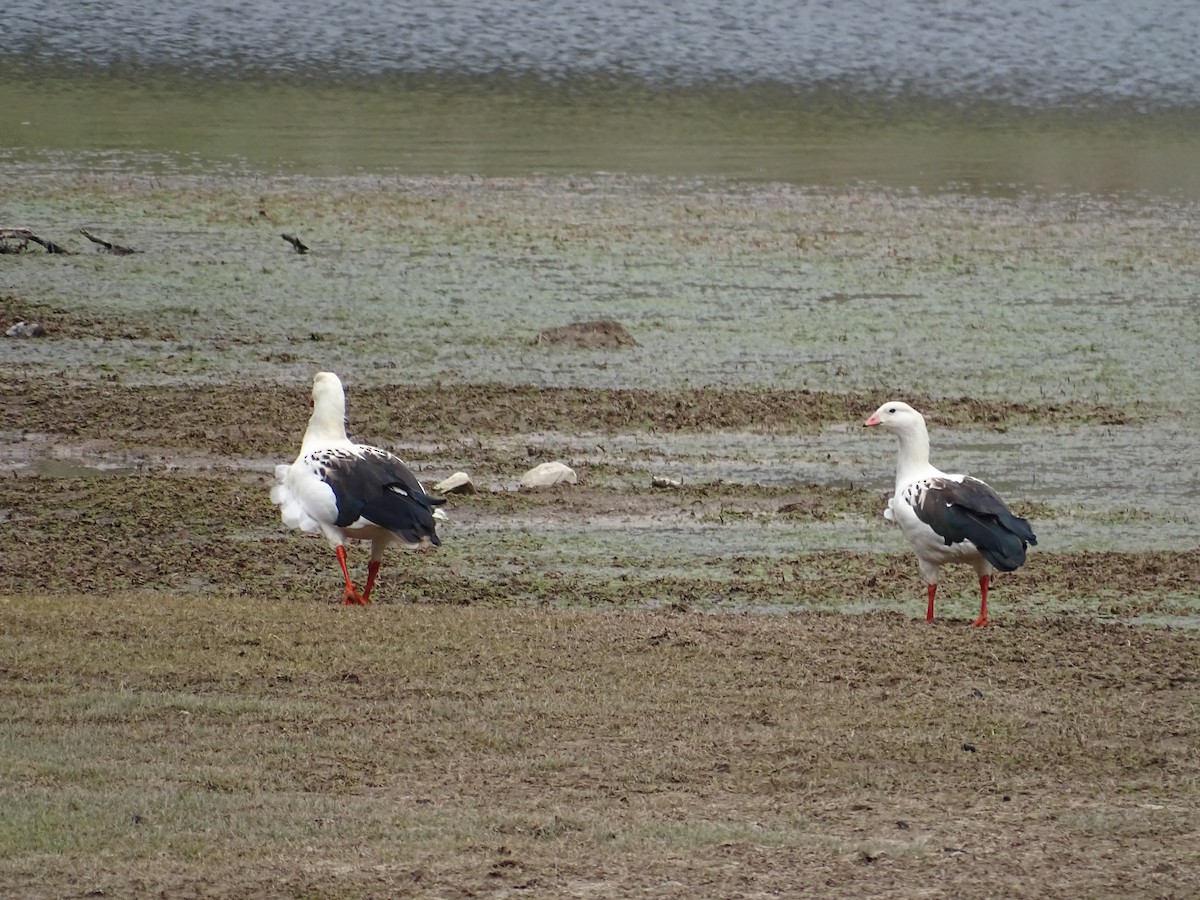 Каргарка андська - ML645647512