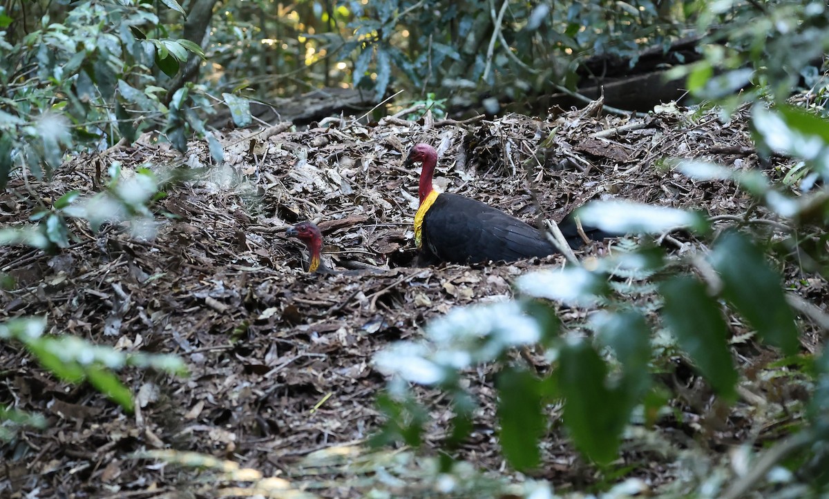 Великоніг східний - ML645647513