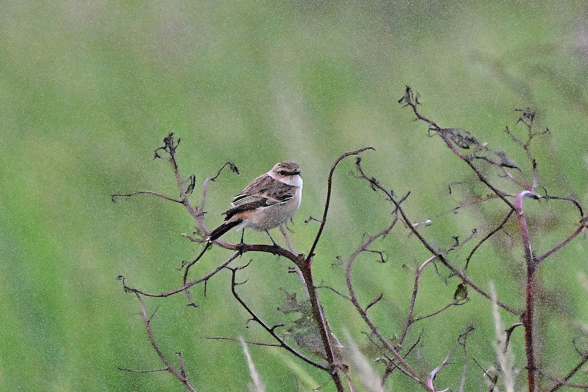Трав'янка східна - ML645647524
