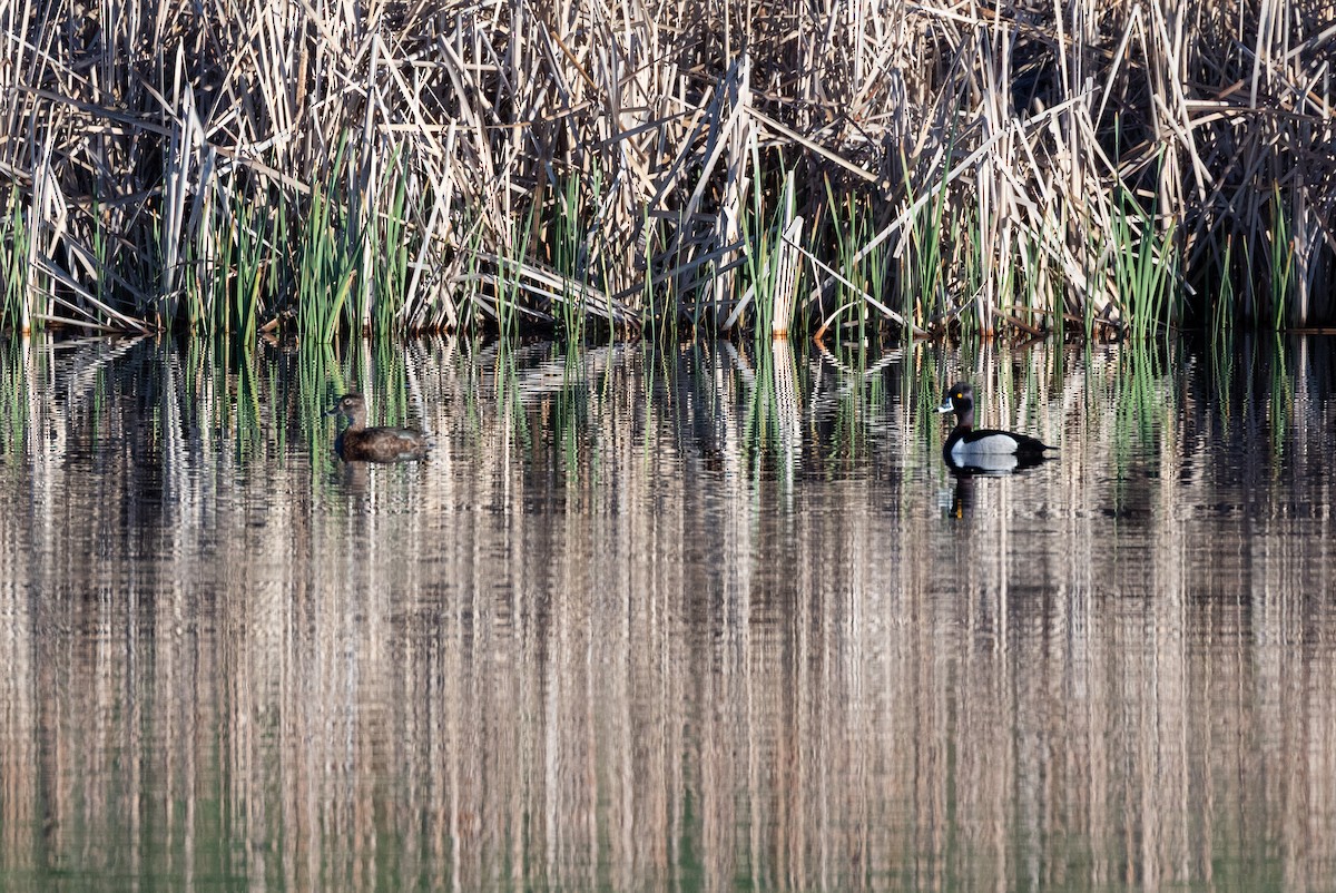 Чернь канадська - ML645647527