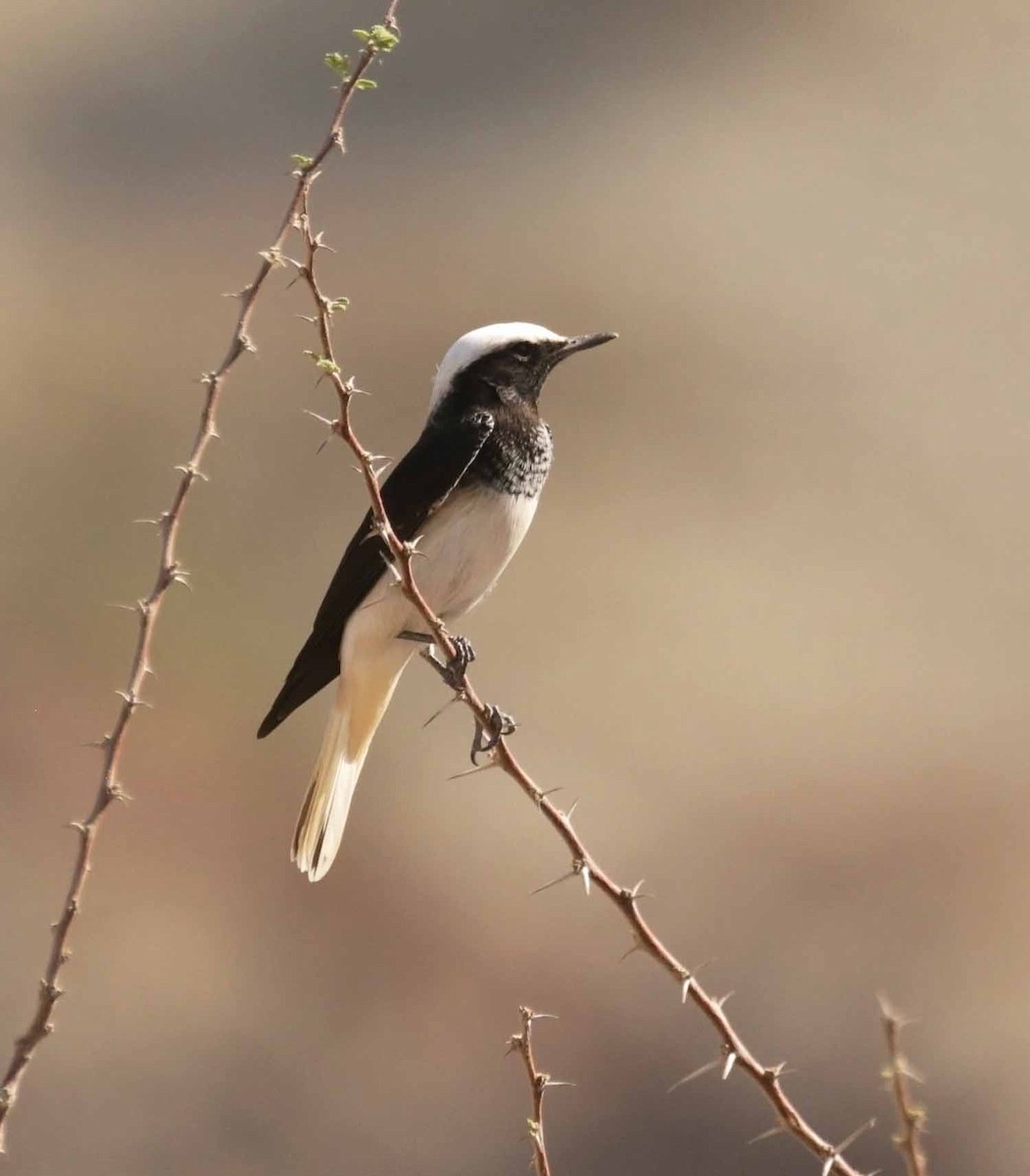 Кам'янка білогруда - ML645647529