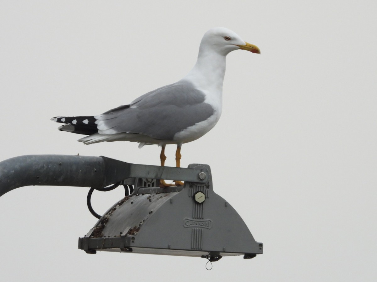 Мартин скельний - ML645647530