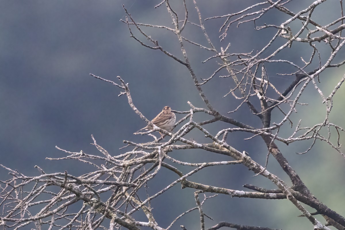 Little Bunting - Kalpesh Krishna