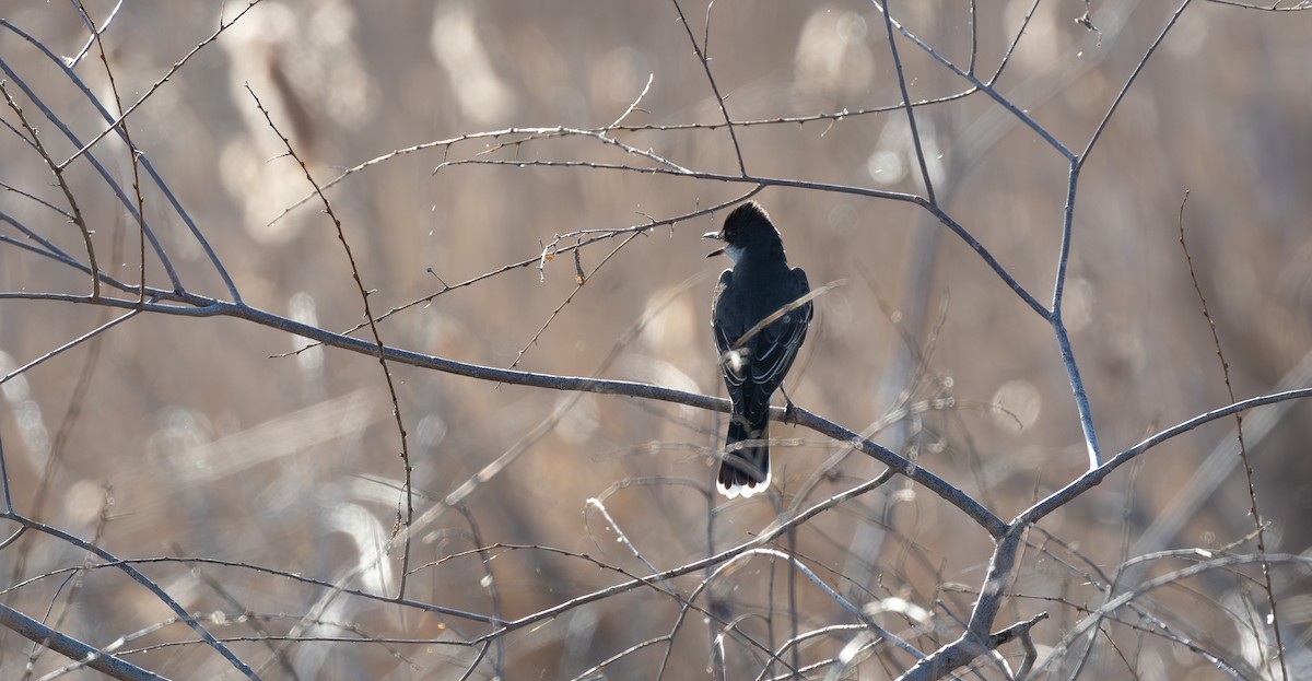 Tyran tritri - ML645647550