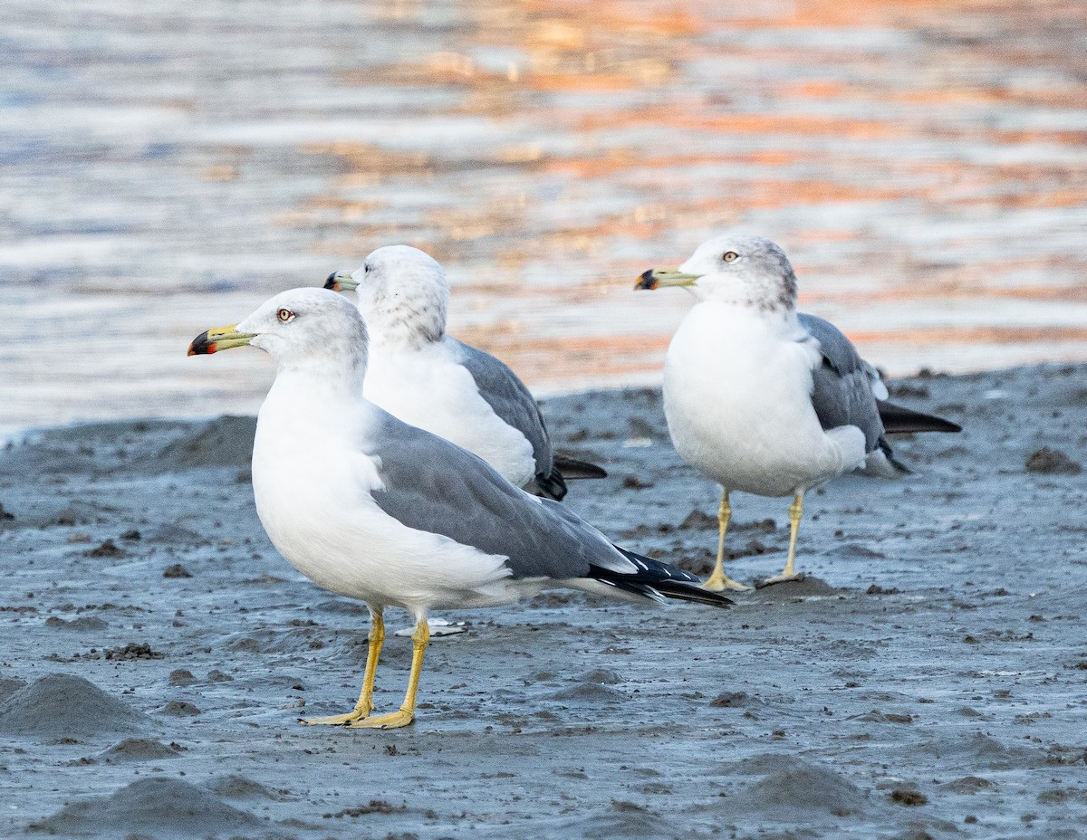 Black-tailed Gull - ML645647552