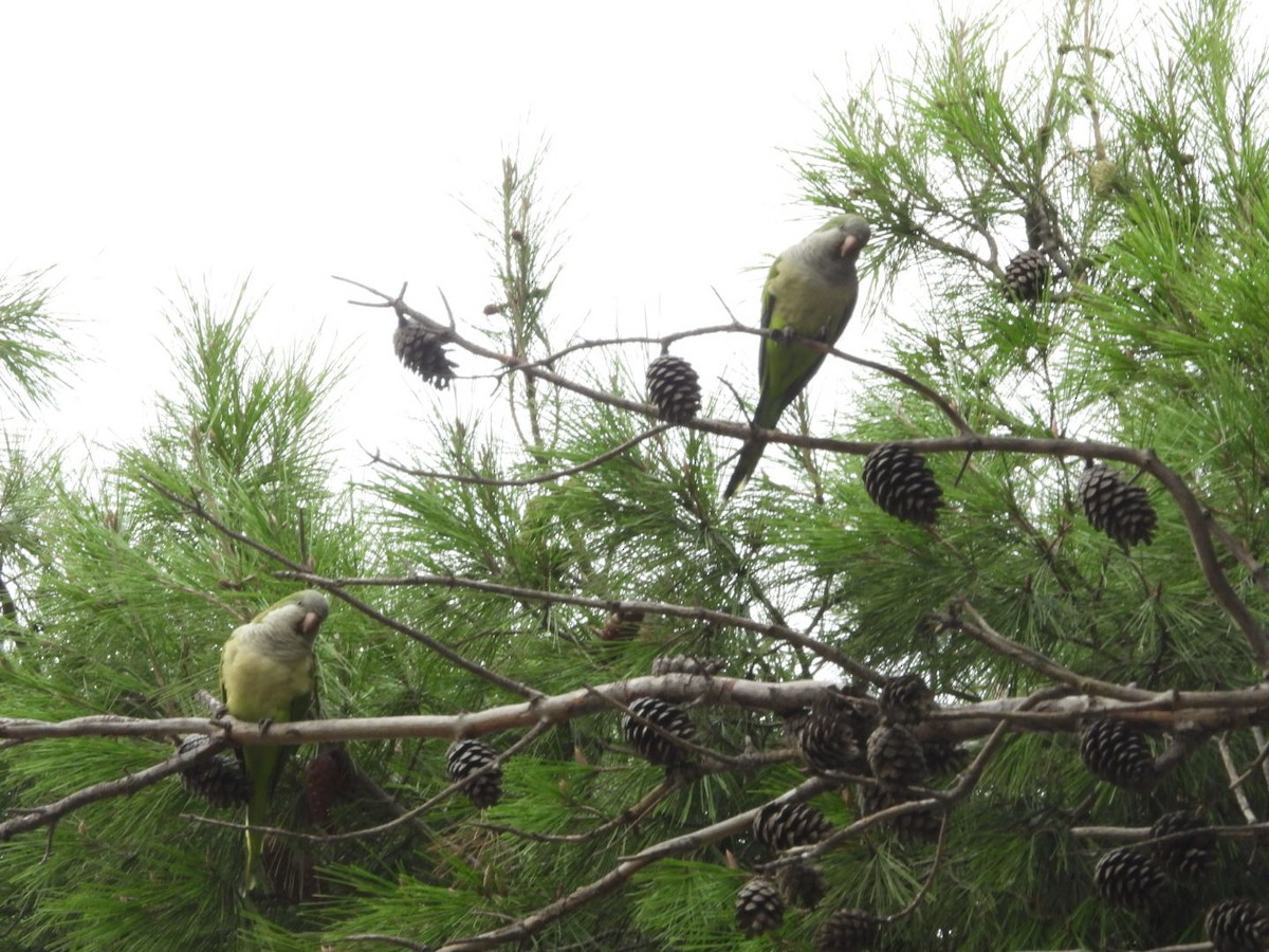 Mönchssittich - ML645647555