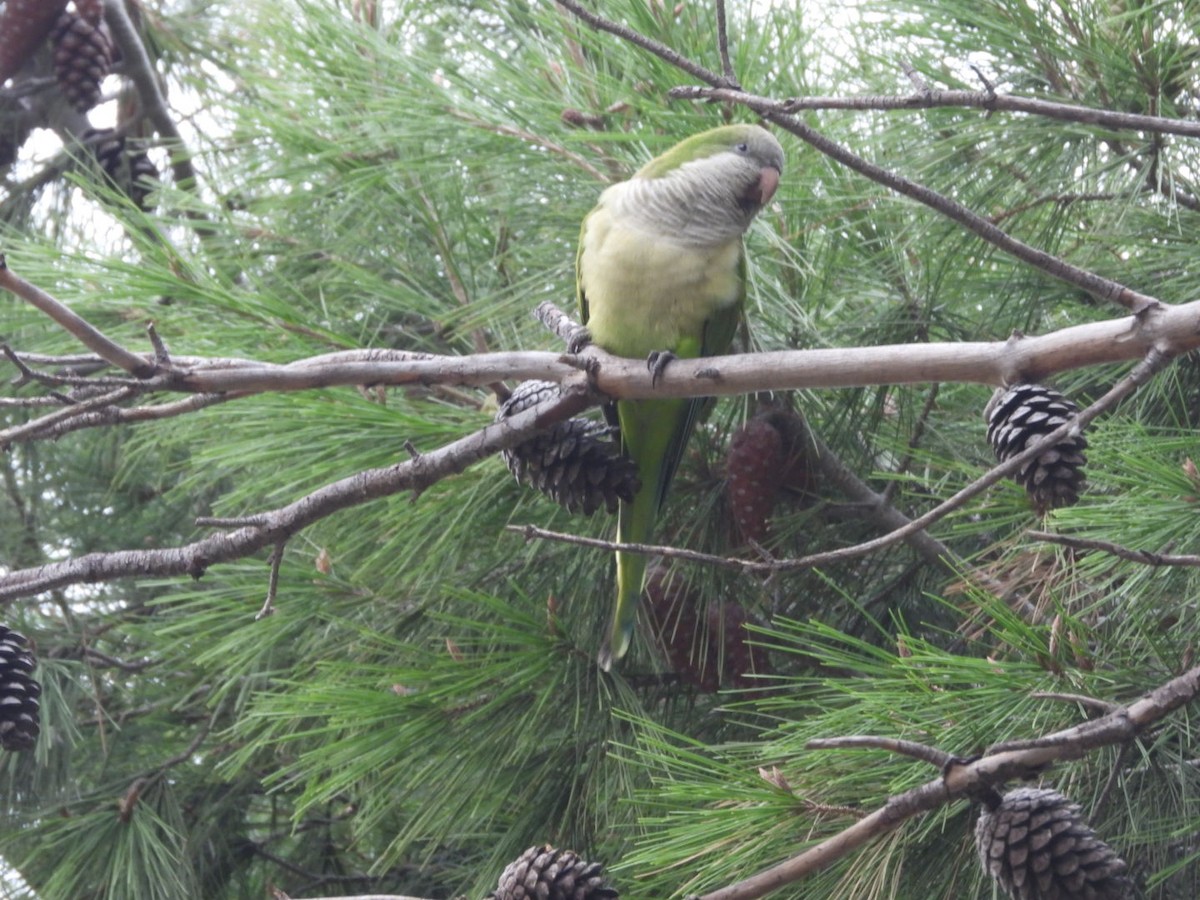 Mönchssittich - ML645647556