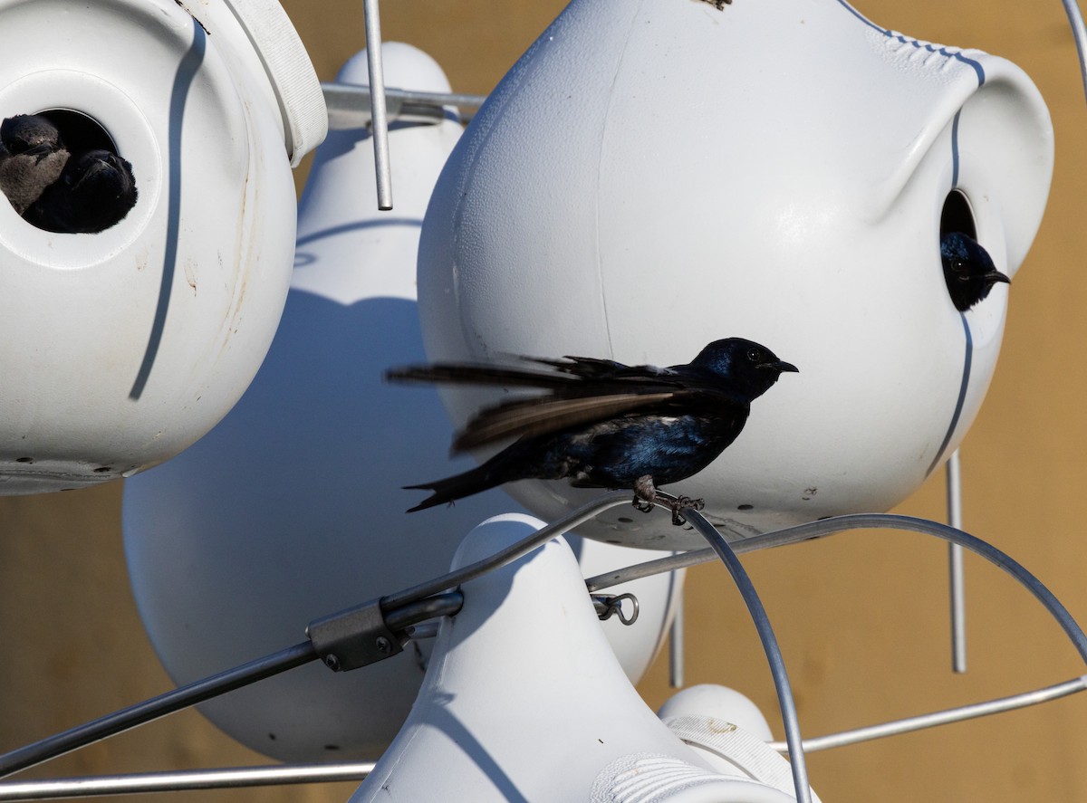 Большая ласточка - ML645647560