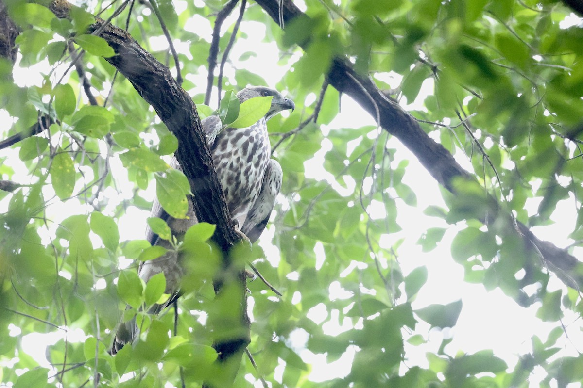 Changeable Hawk-Eagle - ML645647578