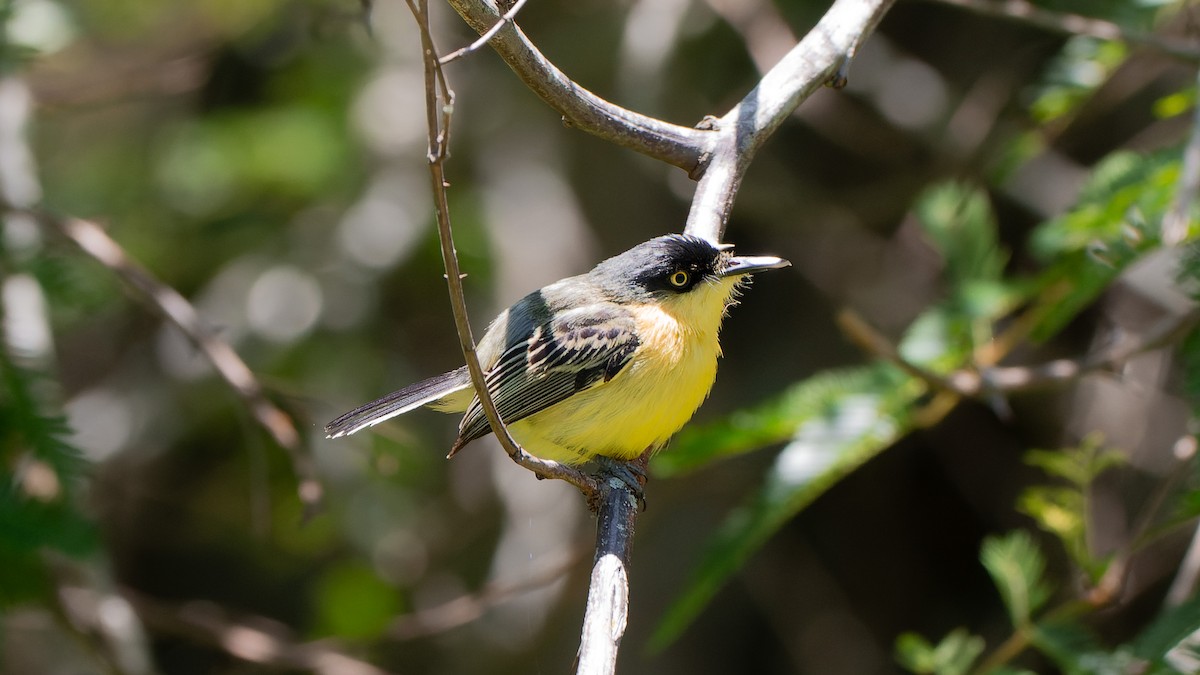 Common Tody-Flycatcher - ML645647580
