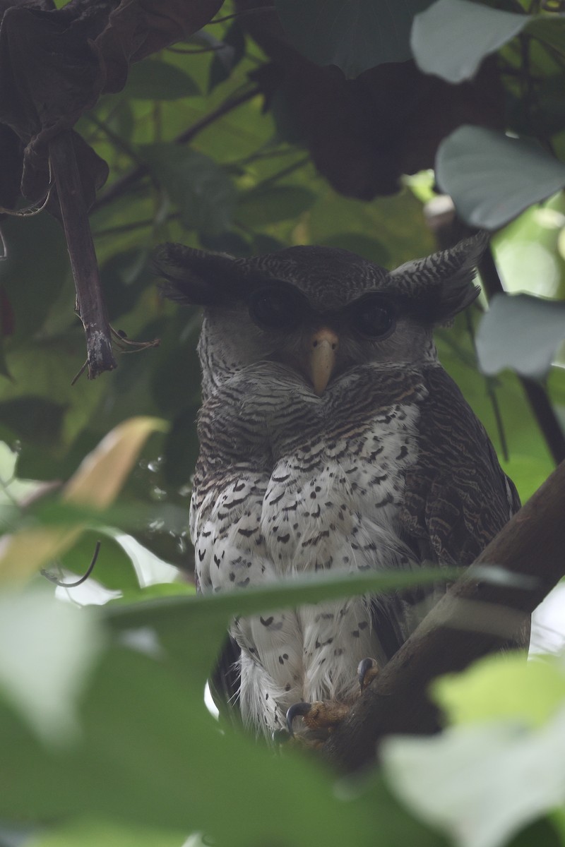 Barred Eagle-Owl - ML645647583