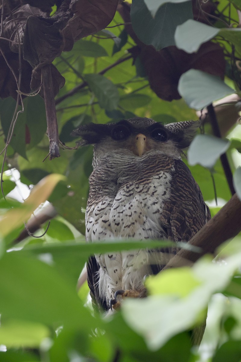 Barred Eagle-Owl - ML645647584
