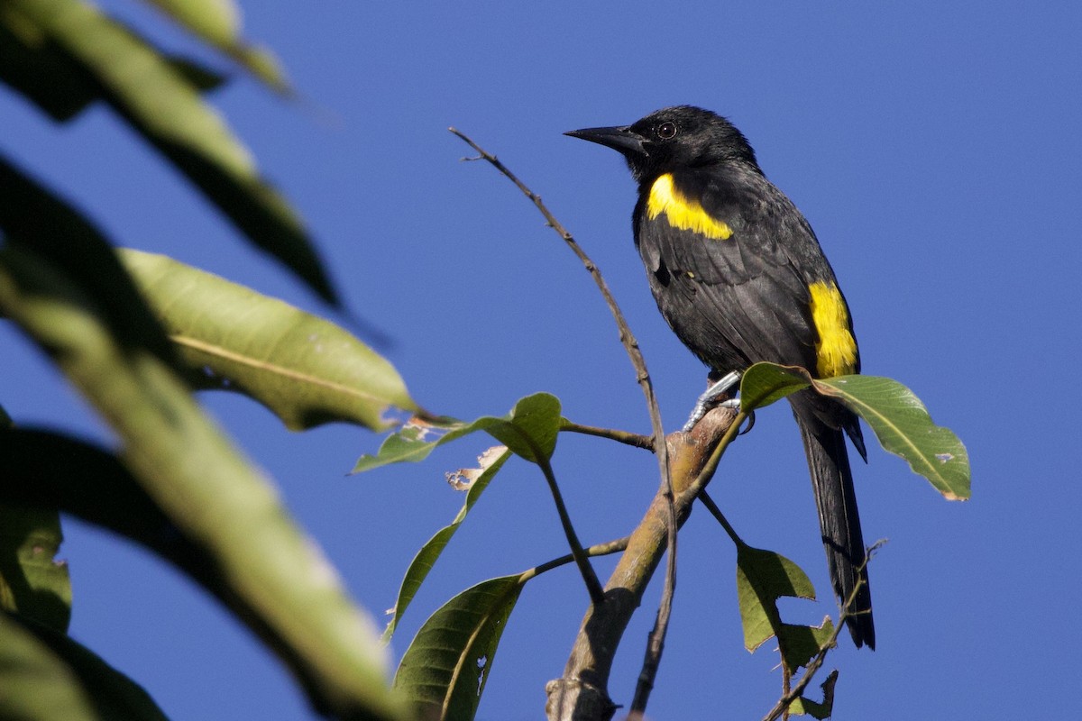 Puerto Rican Oriole - ML645647602