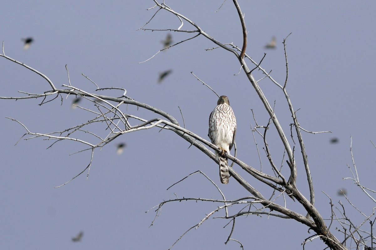 Cooper's Hawk - ML645647611