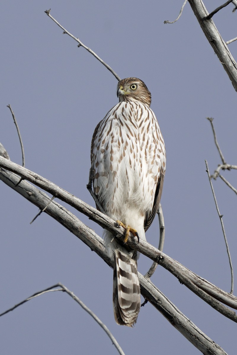Cooper's Hawk - ML645647612