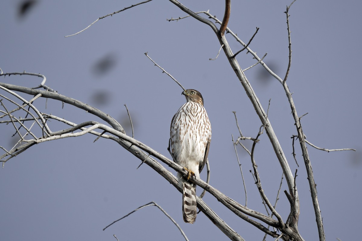 Cooper's Hawk - ML645647613