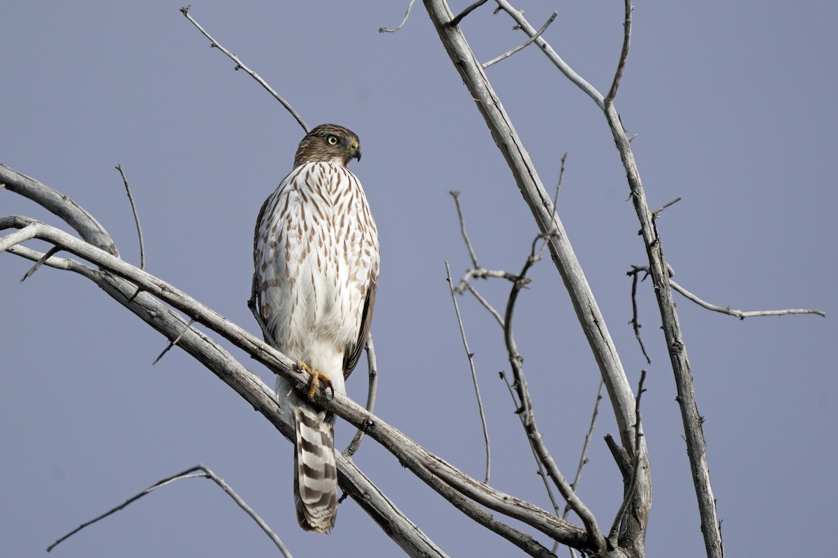 Cooper's Hawk - ML645647614