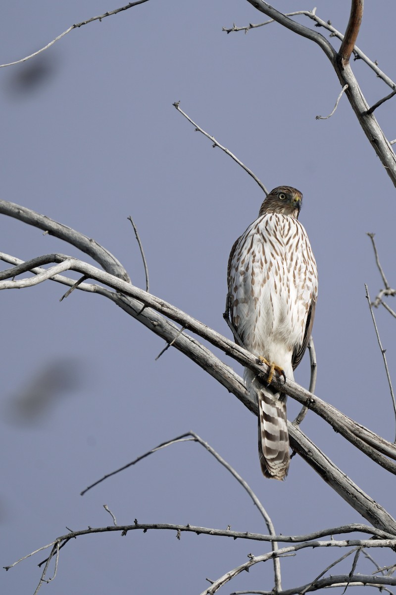 Cooper's Hawk - ML645647615