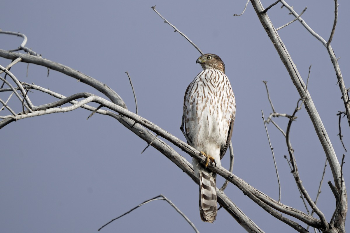 Cooper's Hawk - ML645647616