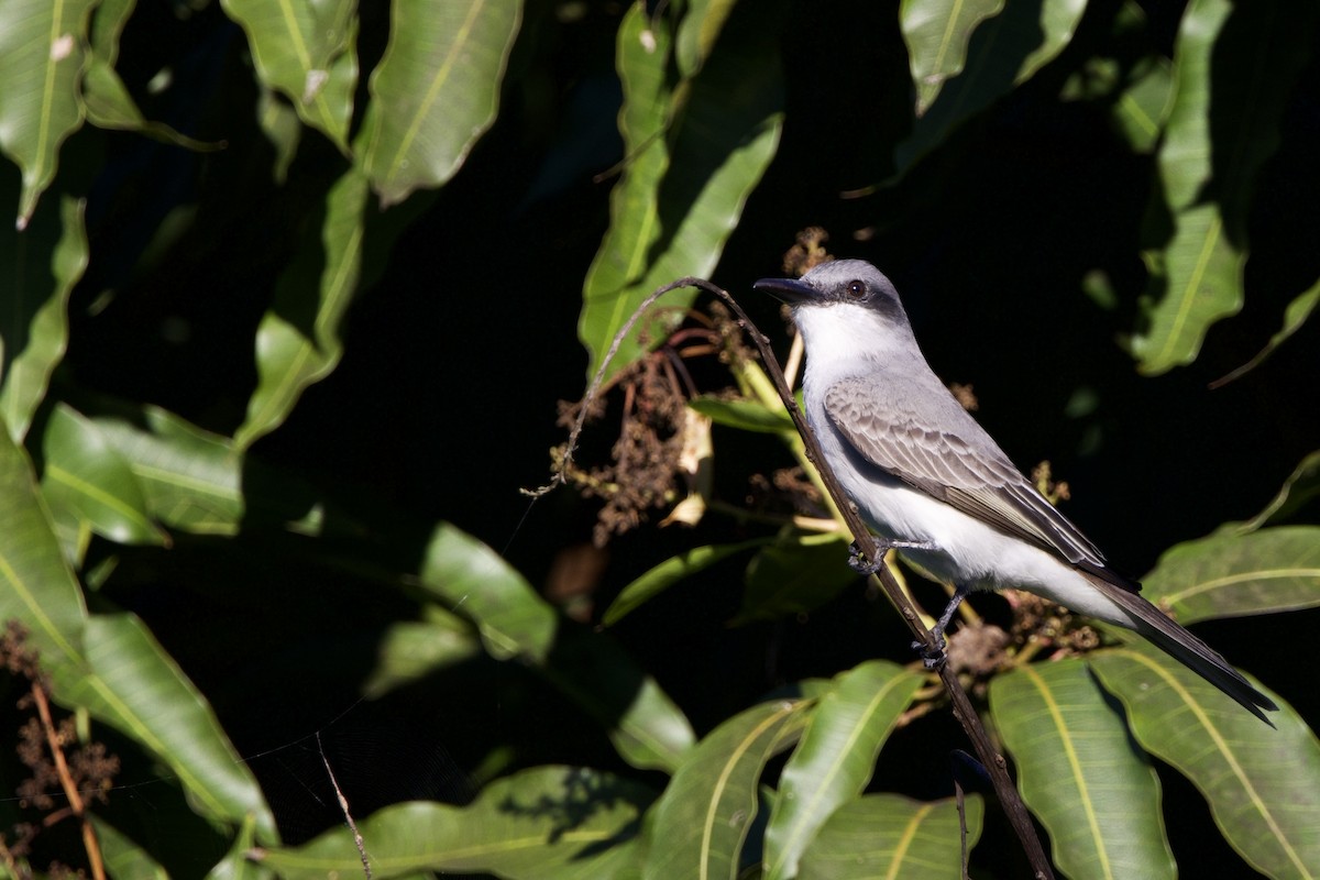 Gray Kingbird - ML645647632