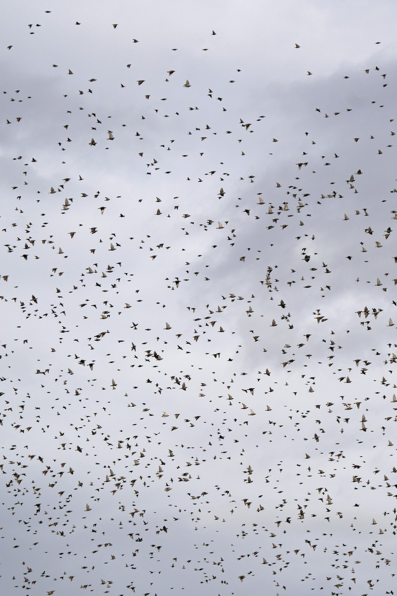 Шпак звичайний - ML645647638