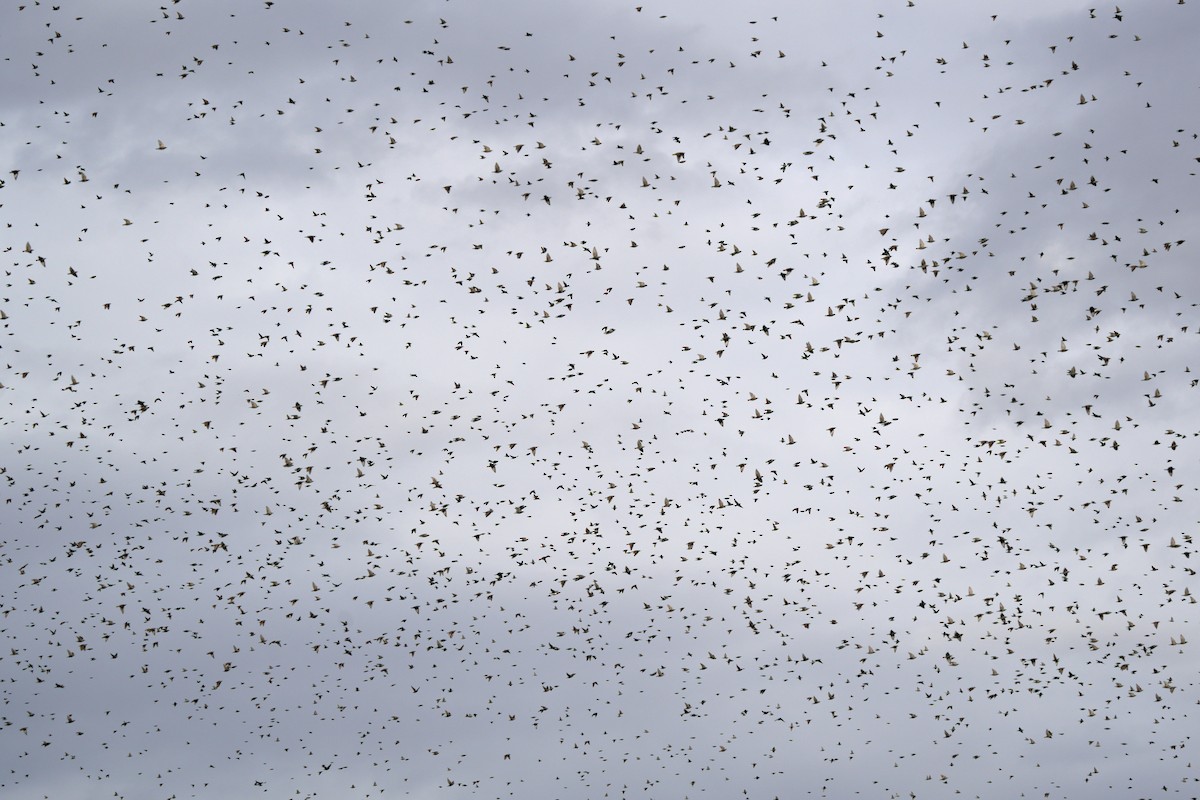 Шпак звичайний - ML645647639