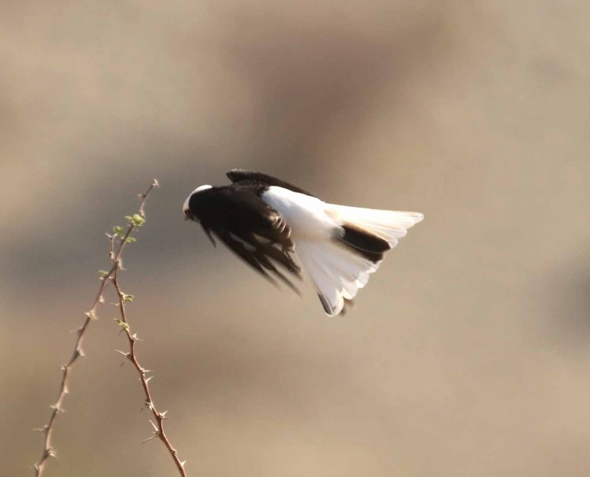 סלעית נזירה - ML645647640