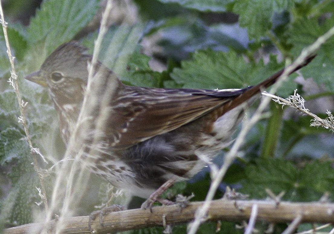 Fox Sparrow (Red) - ML645647644