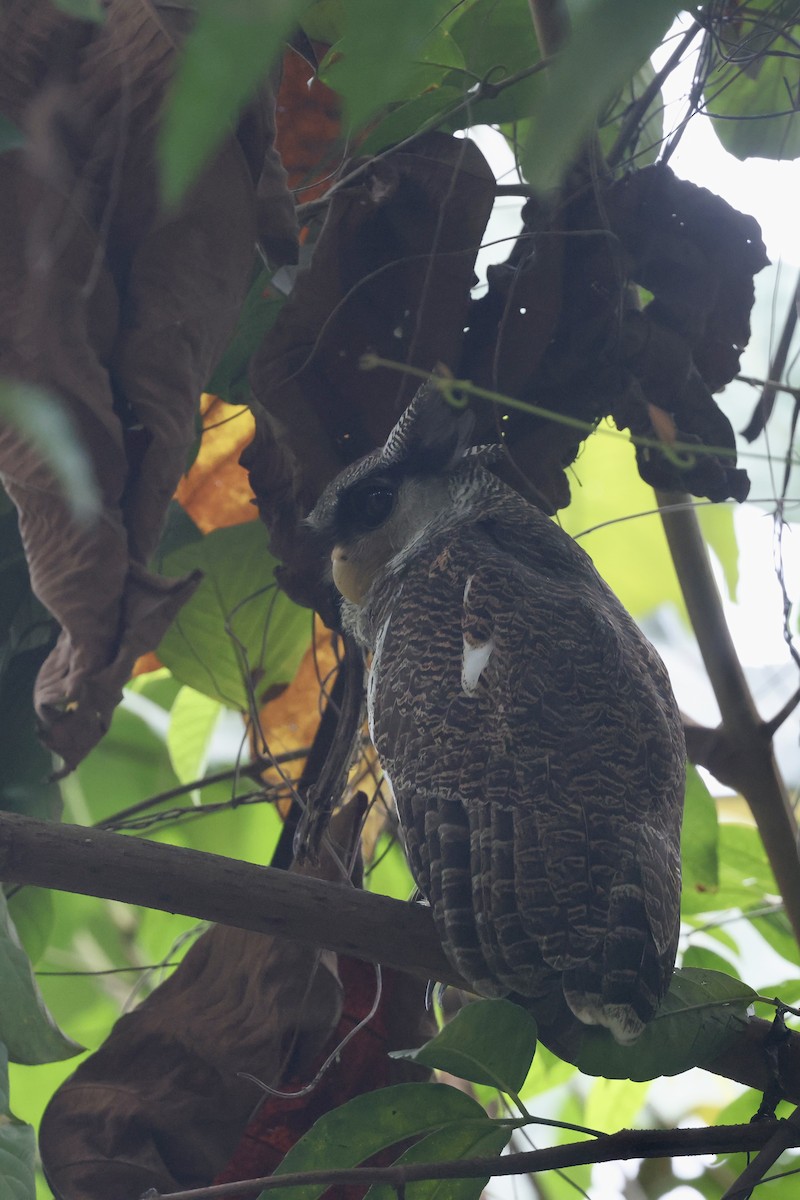 Barred Eagle-Owl - ML645647648