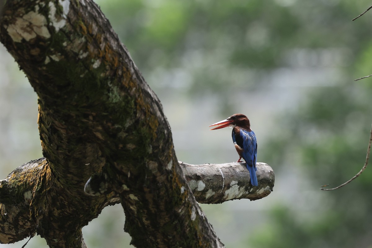 White-throated Kingfisher - ML645647664