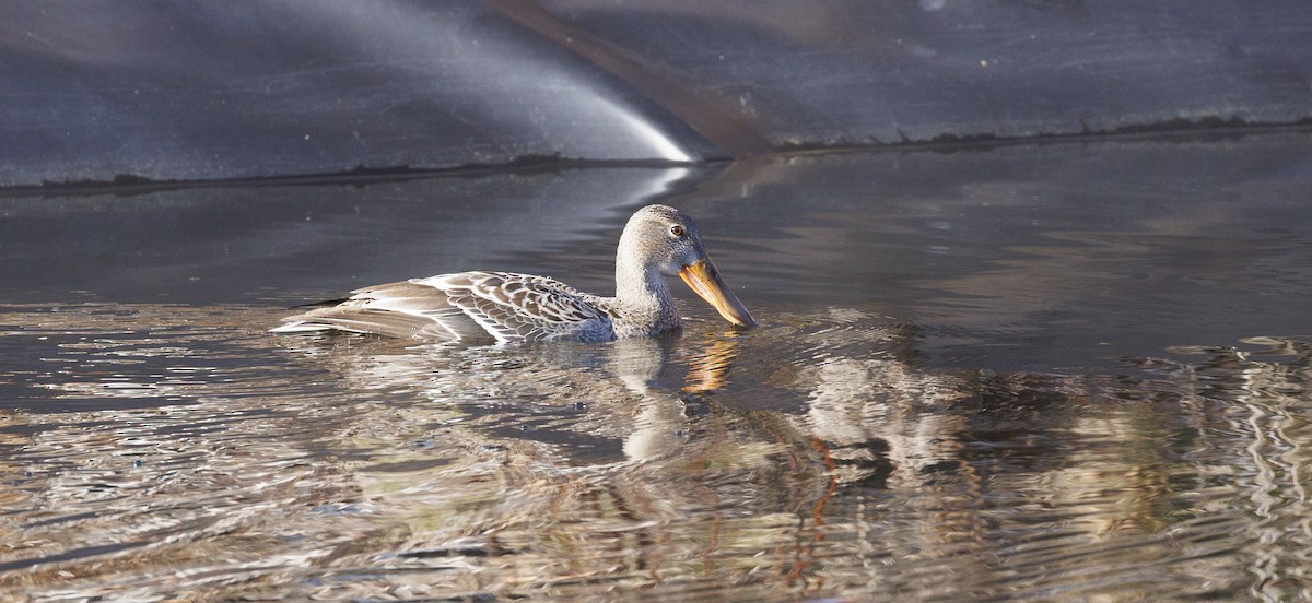 Northern Shoveler - ML645647685