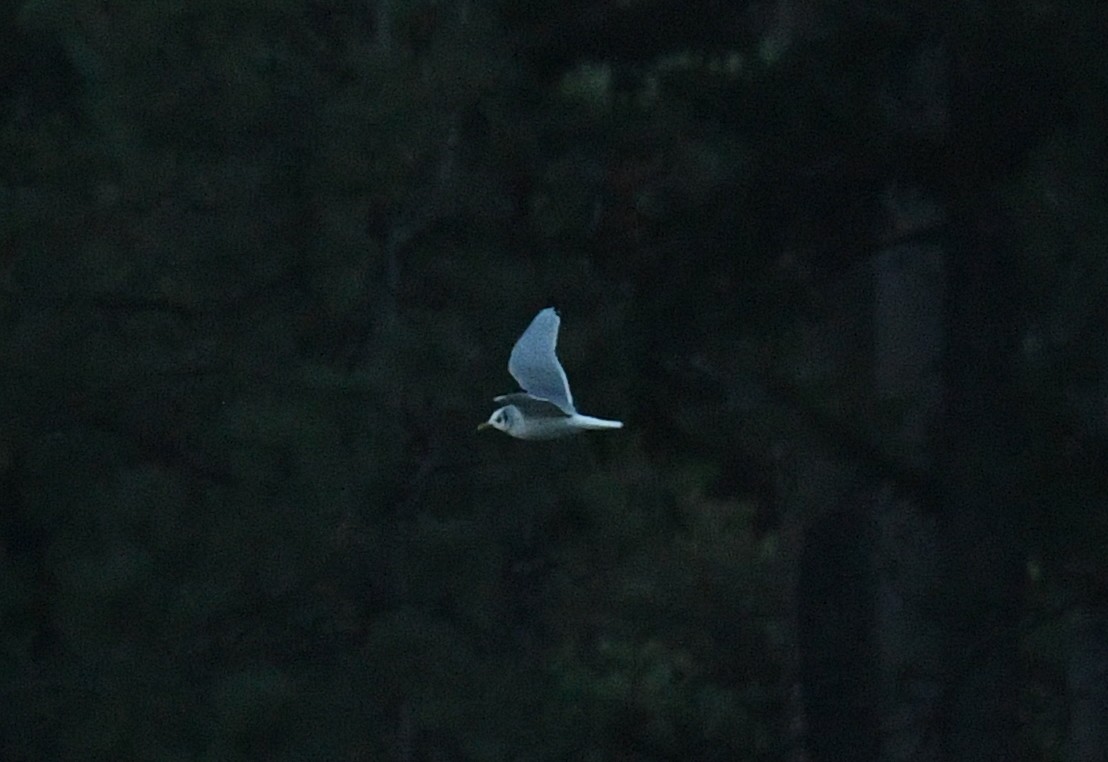 gull sp. - ML645647689